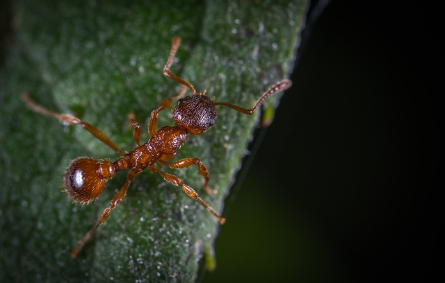 mravenec na listu